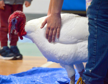 Tom and Jerry Turkeys Visit Burton
